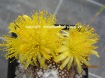 Copiapoa_lauii_1304-2