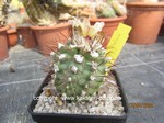 Copiapoa_magnifica_240613-2