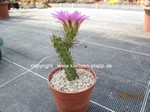 Echinocereus pentalophus procumbens