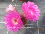 Echinocereus_rigidissimus_L088_1278-2