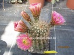 Echinocereus_roetteri_1203-2