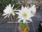 Echinopsis_subdenudata_1264-2