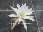 Echinopsis subdenudata