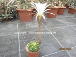 Echinopsis_subdenudata_240522-2