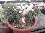 Euphorbia_cylindrifolia_tubifera_1437-2