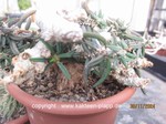 Euphorbia_cylindrifolia_tubifera_1437-3