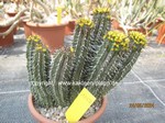 Euphorbia fruticosa  1252