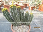 Euphorbia_fruticosa_1252-2