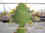 Euphorbia_grandicornis_1434-2