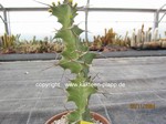 Euphorbia grandicornis  1436