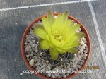 Gymnocalycium_andreae_allgemein_220424-2