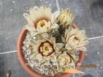 Gymnocalycium_kieslingii_1274-2