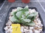 Haworthia Hybride 1