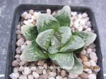 Haworthia_Hybride-1_241126-2