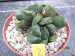 Haworthia Hybride 2