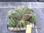 Haworthia Hybride 3