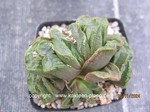 Haworthia_Hybride-3_241126-2