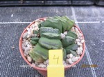 Haworthia Hybride 4