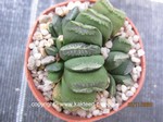 Haworthia_Hybride-4_241126-2