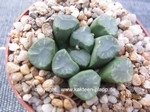 Haworthia maughanii