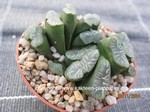 Haworthia maughanii x  truncata