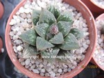 Haworthia mirabilis badia