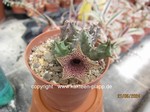 Huernia spec. saudiarabia