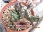 Huernia_spec_Saudiarabia_240621-2