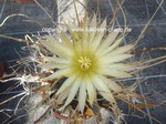 Leuchtenbergia_principis_1318-2