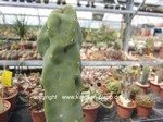 Lophocereus_schotti_monstrosus_1291-2