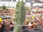 Lophocereus_schotti_monstrosus_1291-3