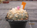 Lophophora fricii  1422