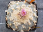 Lophophora_fricii_1422-2