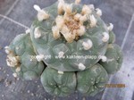 Lophophora fricii  1424