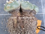 Lophophora_fricii_1424-2