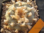 Lophophora williamsii  1432