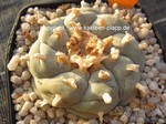 Lophophora williamsii texensis spiral form  1429