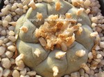 Lophophora williamsii texensis spiral form  1430