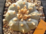 Lophophora williamsii texensis spiral form  1431