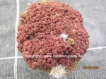 Mammillaria_bocasana_monstrosa_1258-2