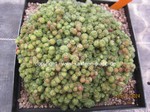 Mammillaria bocasana monstrosa "Fred"  1433