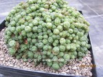 Mammillaria_bocosana_Fred_1433-3