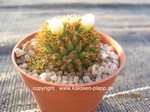 Mammillaria camptotricha cv. BRU forma brevispina