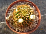 Mammillaria_camptotricha_allgemein_241101-2