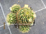 Mammillaria_camtotricha_BRU_1270-2