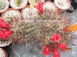 Mammillaria_maritima_1336-2