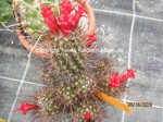 Mammillaria_maritima_1337-2