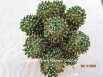 Mammillaria_paintneri_monstrosa_1439-2