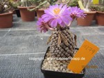 Mammillaria theresae  1279