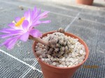 Mammillaria theresae